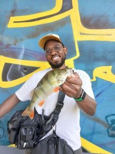 European Perch