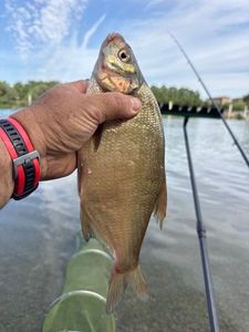 Common Bream