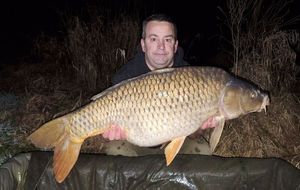 Common Carp