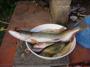 Northern Pike