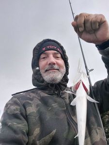 European Bass (Seabass)