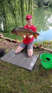 Common Carp