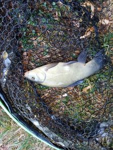 Tench