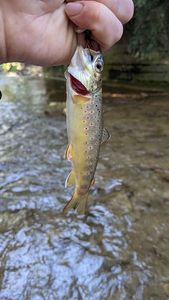 Brown Trout