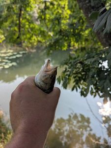 Largemouth Bass