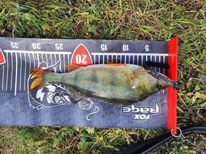 European Perch