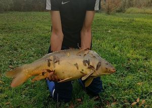 Mirror Carp