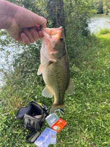 Largemouth Bass