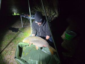 Common Carp