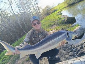 Sturgeon