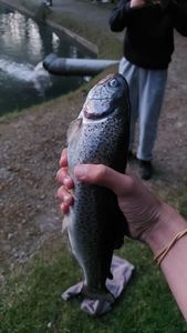 Lake Trout