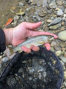 Brown Trout