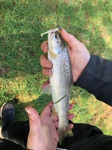 Brown Trout