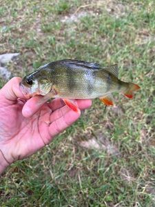European Perch