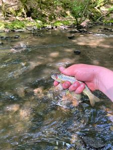 Brown Trout