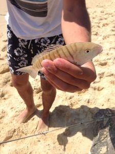 Sand Steenbras