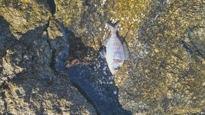 Gilthead Seabream
