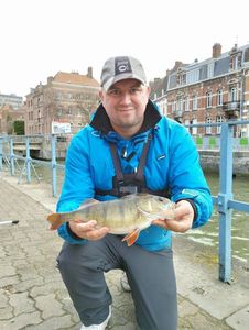 European Perch
