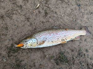 Brown Trout