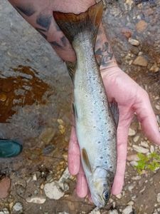 Brown Trout