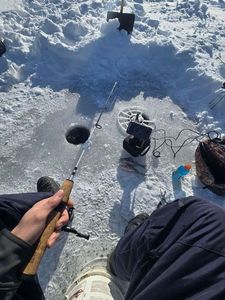 Yellow Perch