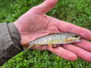 Brown Trout