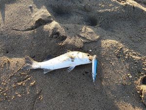 European Bass (Seabass)
