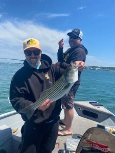 Striped Bass (Landlocked)