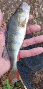 European Perch