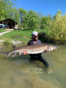 Sturgeon
