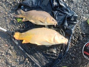 Mirror Carp