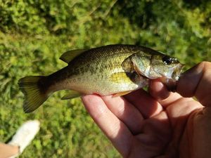 Largemouth Bass