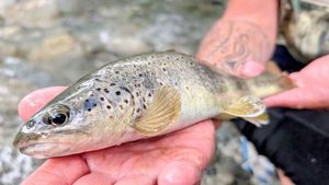 Brown Trout