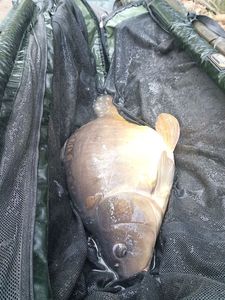 Mirror Carp