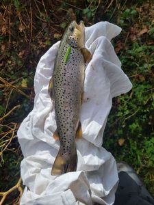 Rainbow Trout