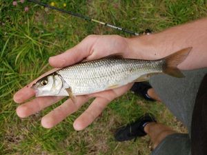 Common Dace