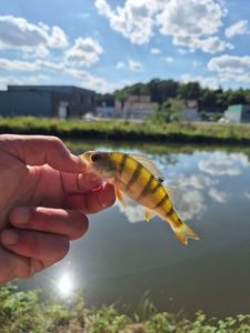 European Perch