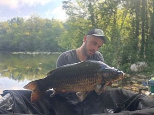 Common Carp