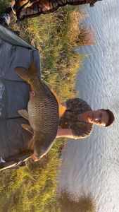 Common Carp