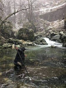 Brown Trout