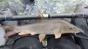 Barbel
