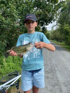 Largemouth Bass