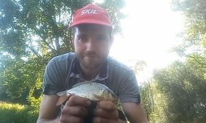 Common Carp