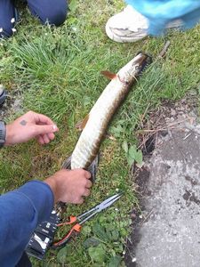 Northern Pike