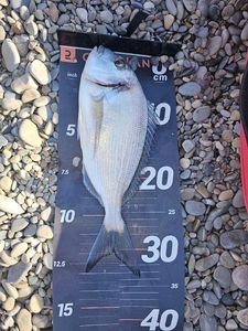 Gilthead Seabream