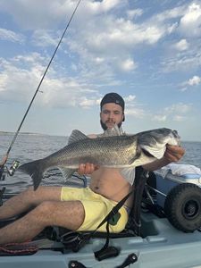 European Bass (Seabass)