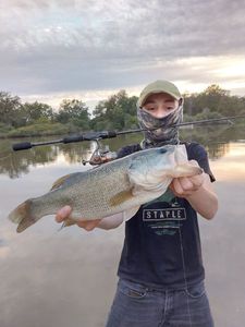 Largemouth Bass