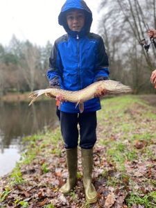 Northern Pike