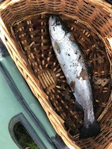 Brown Trout