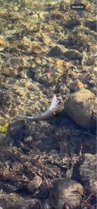 Rainbow Trout